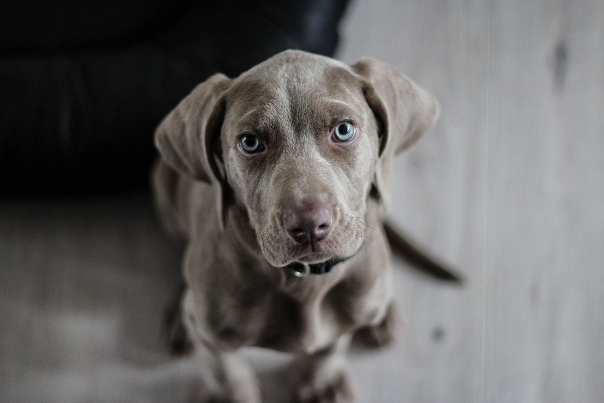 Dog looking at you