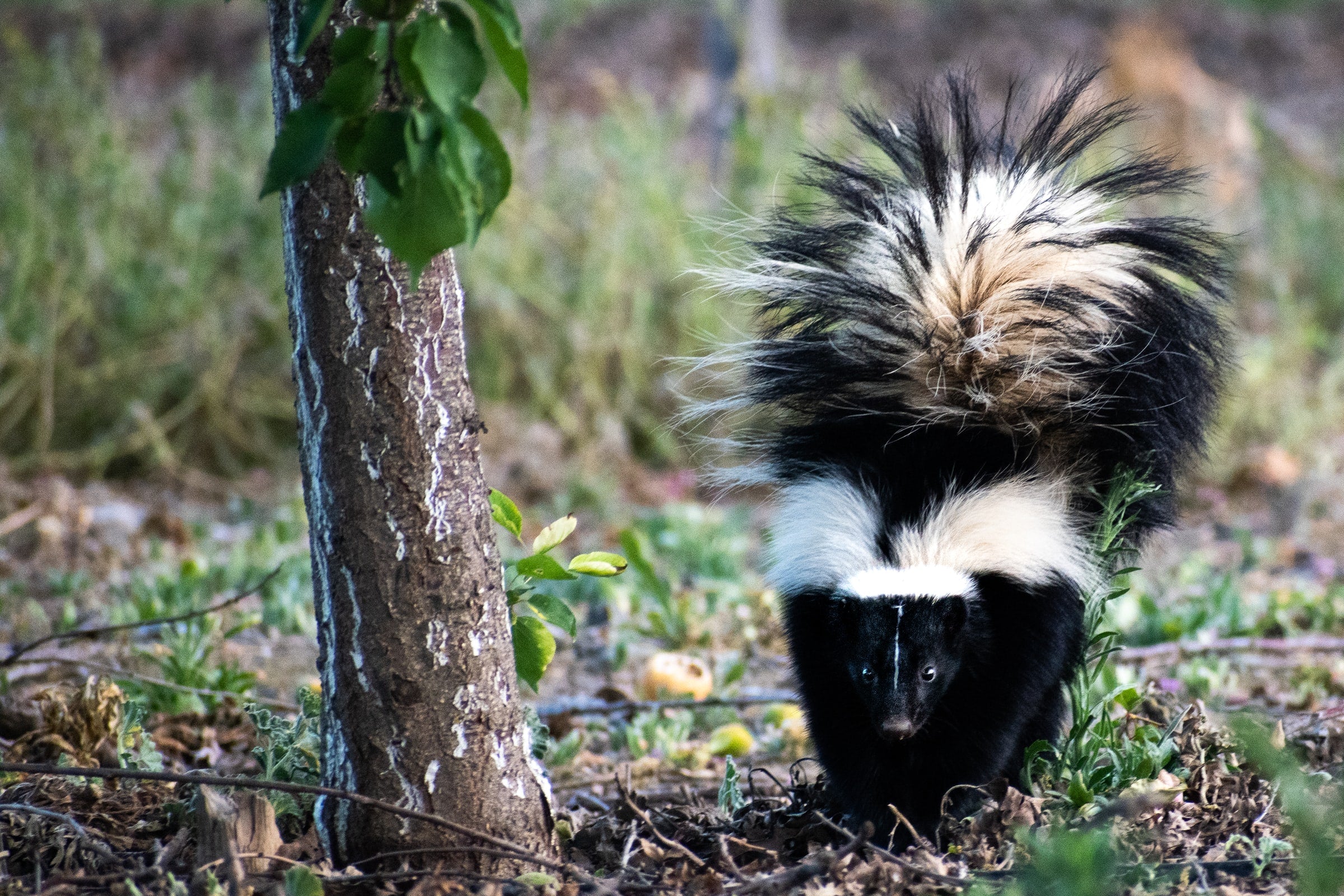 Anti skunk outlet spray