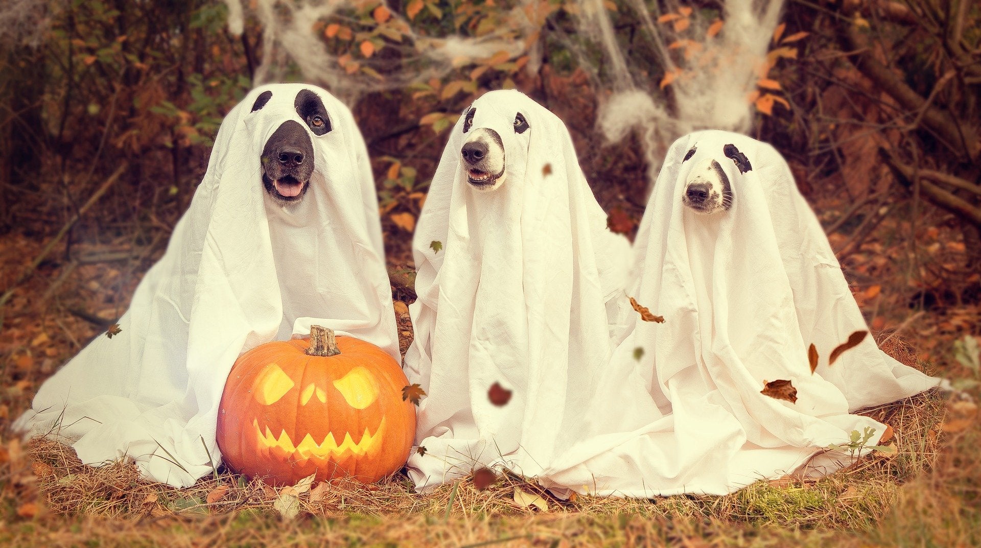 Dogs in 2024 ghost costumes