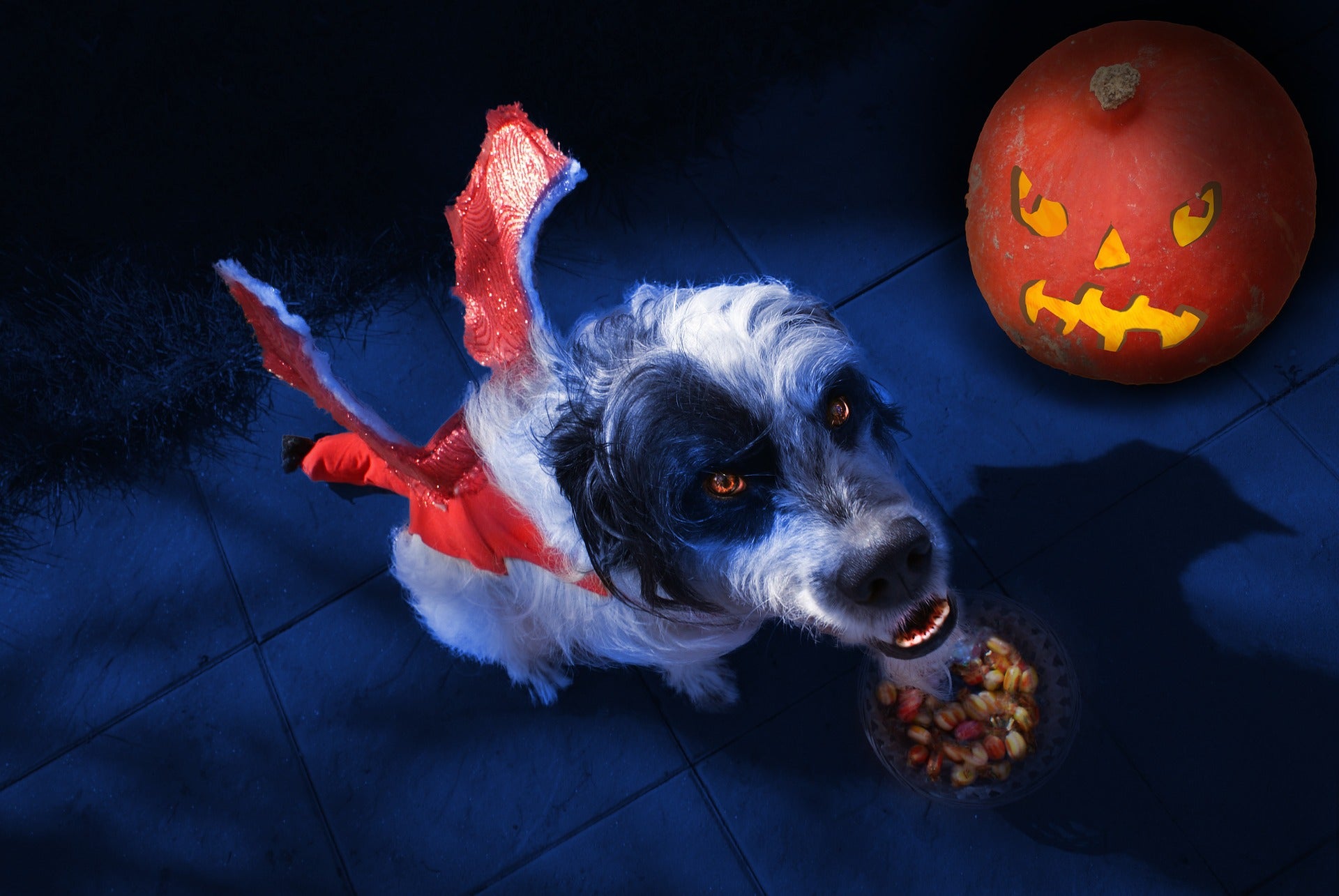 Planning a Spooky, Super-Cute Halloween With Your Pets? We've Got You.