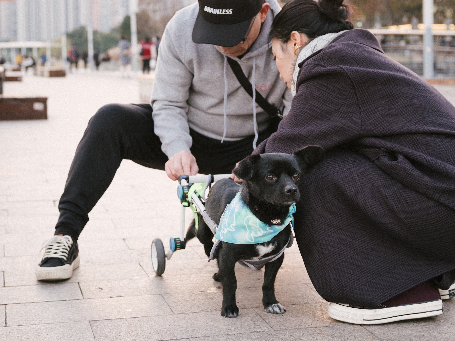 14 Pet Products That Make Life Easier for Handicapped Pets