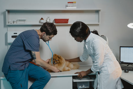 Dog at the vet 