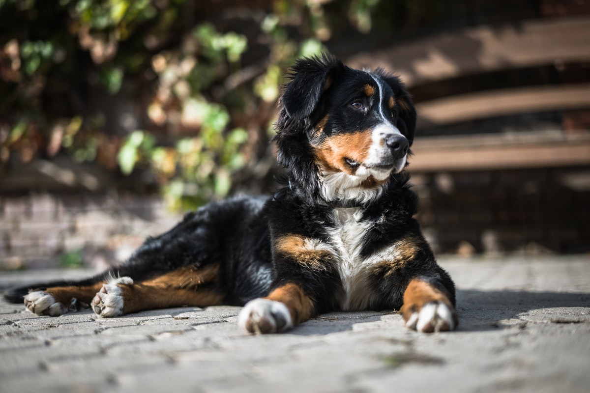 Bernese Mountain Dog laying on the ground