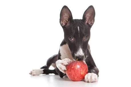 Can Dogs Eat Apples?