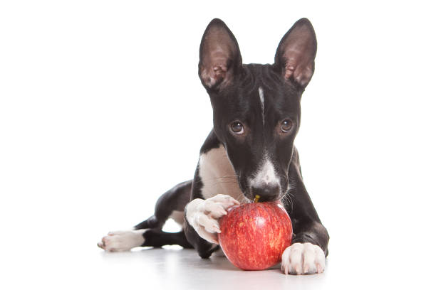 how much apple can a dog eat