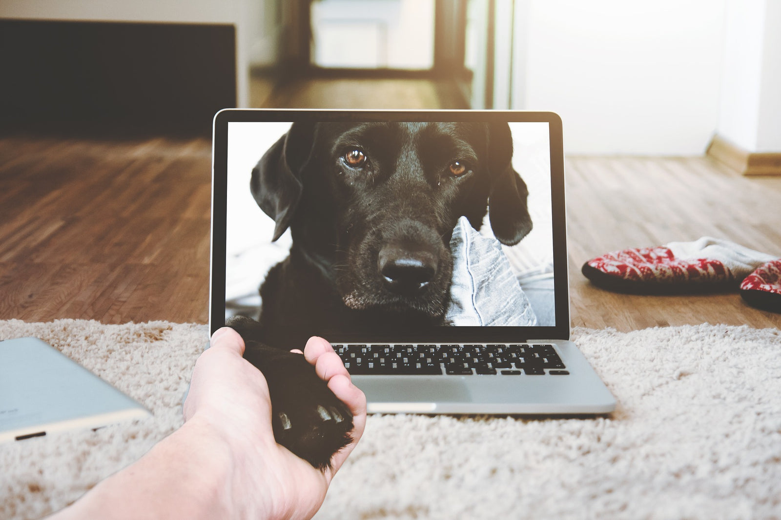 Doglingo: A Guide to Dog Internet Jargon