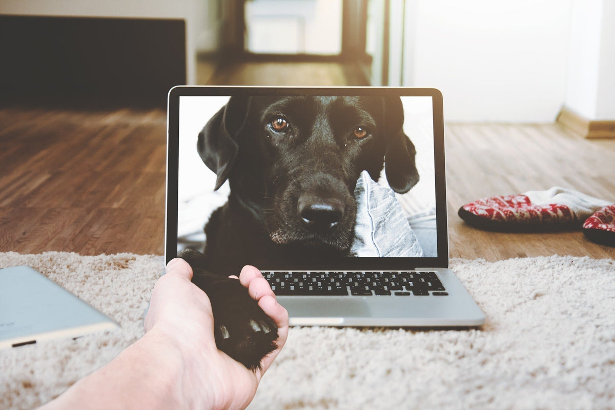 Dog Getting Internet Doglingo: A Guide to Dog Internet Jargon – Neater Pets