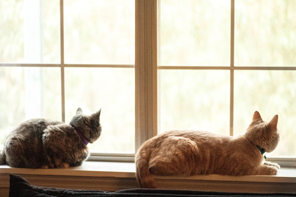 Cats laying on windowsill 