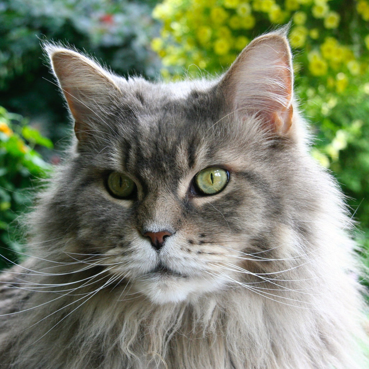 All About Maine Coons: History, Personality, & Physical Traits – Neater ...