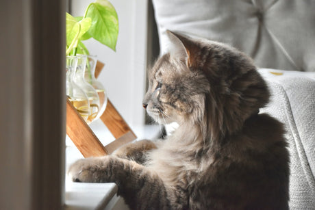 Cat looking out window