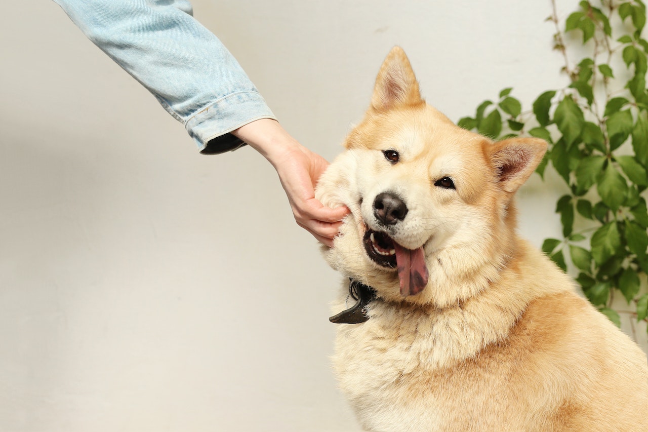 Petting a dog
