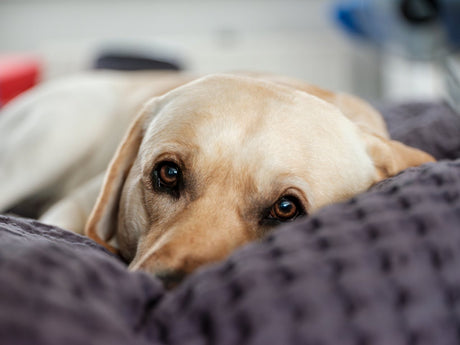 Yellow Lab laying on a purple pillow looking at camera