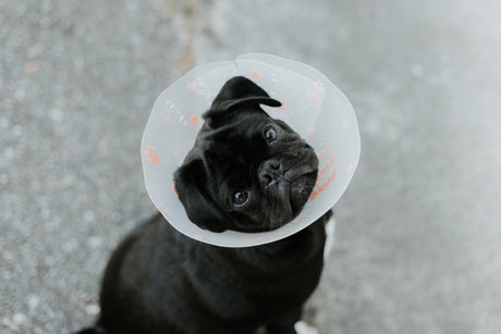 Pug with cone