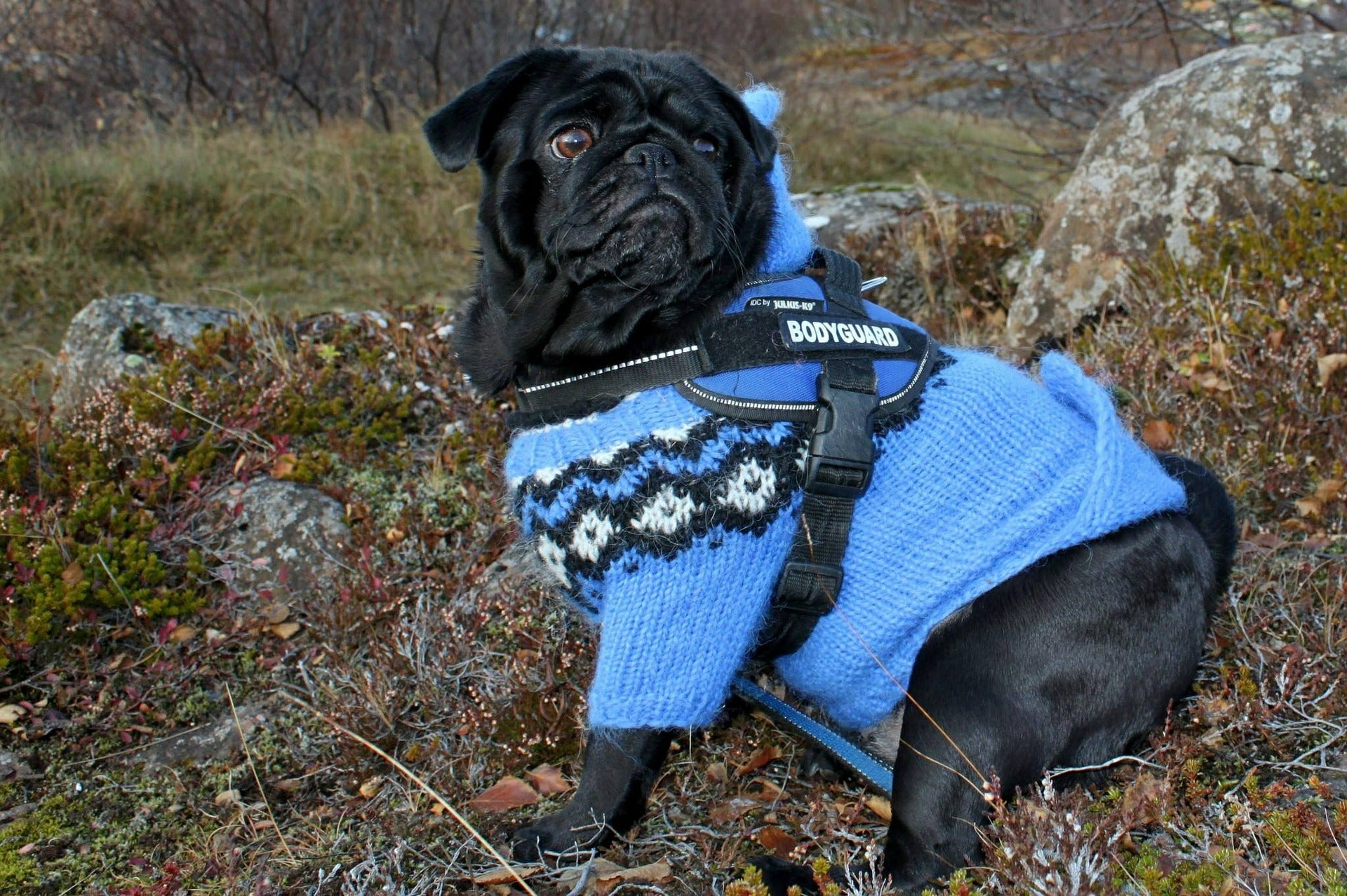 6 Top Winter Coats for Dogs Neater Pets