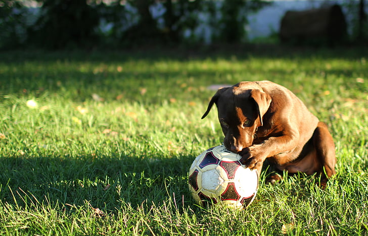 puppy dog outside with soccer ball