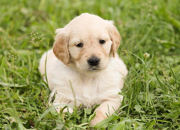 house training a golden retriever puppy