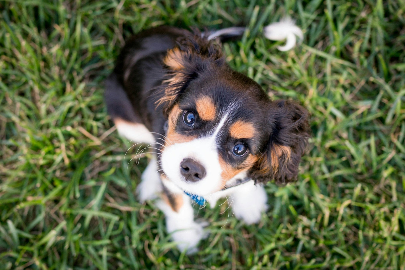 Puppy in grass looking up