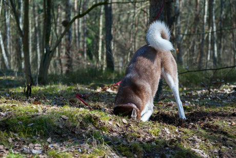 Image of Husky Dog digging