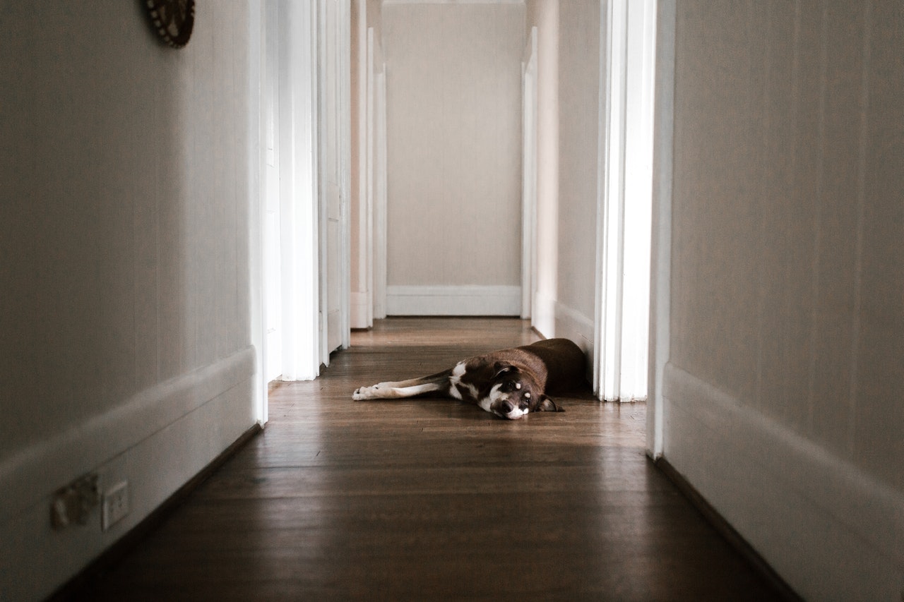 Dog laying in hallway
