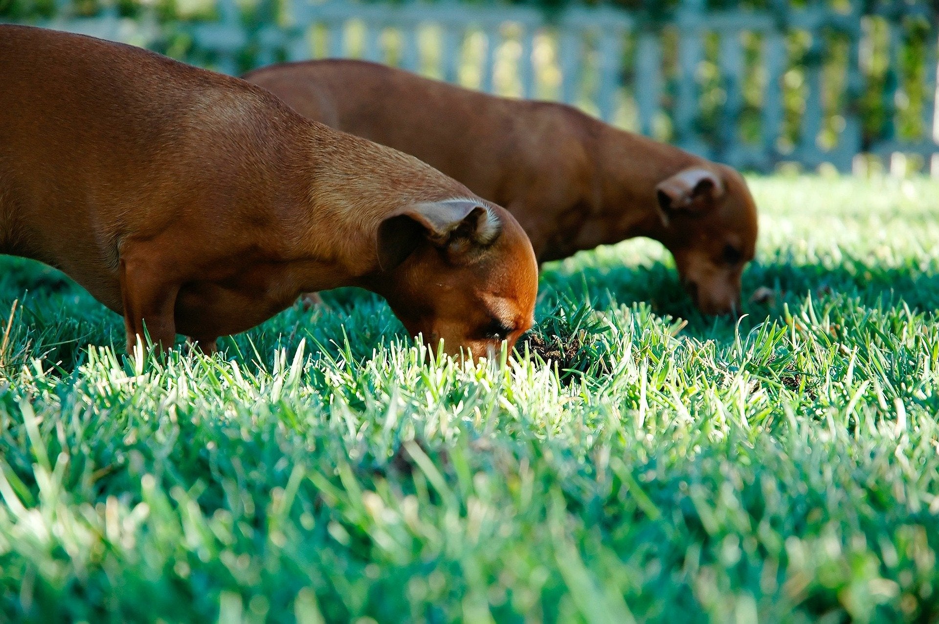 Dogs hotsell have blueberries