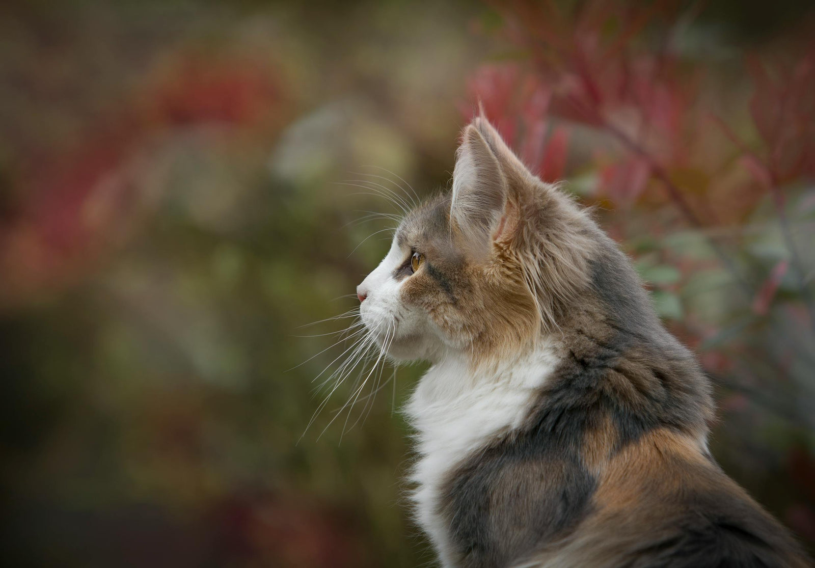 Senior cat outside 