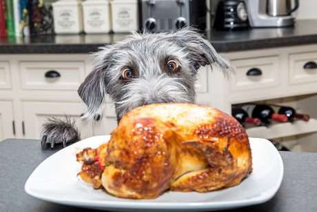 grey dog about to steal turkey off a kitchen counter