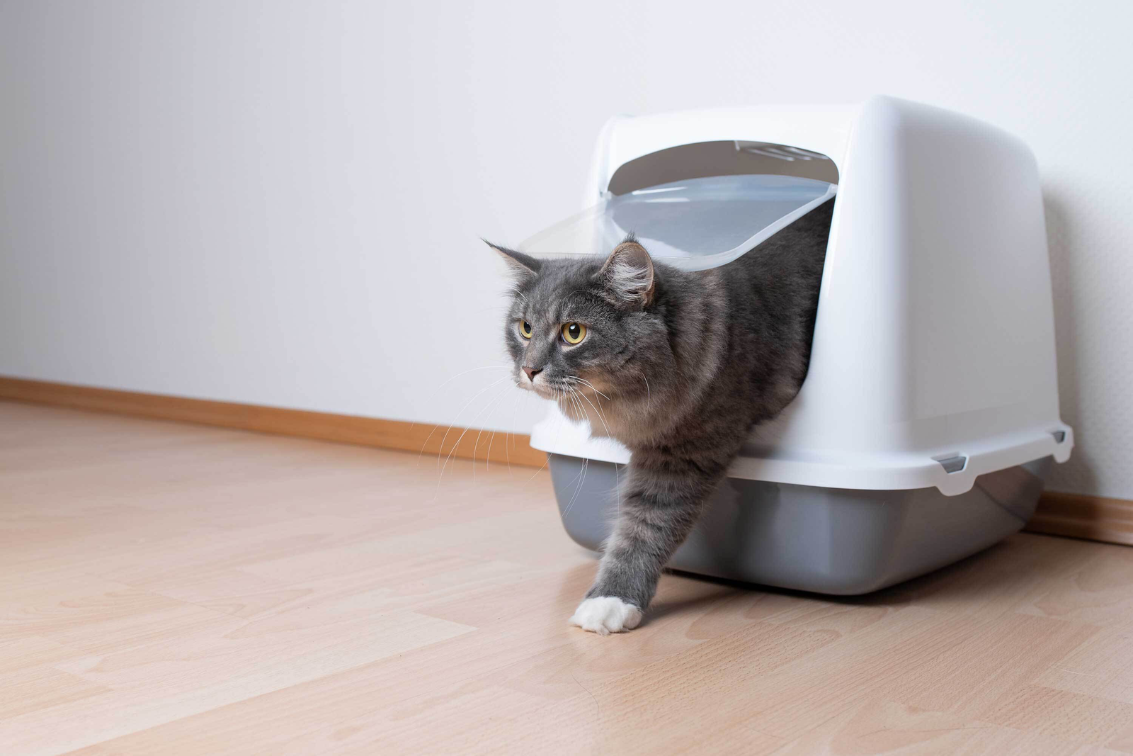 8 Easy Tips for Keeping a Clean Litter Box – Neater Pets