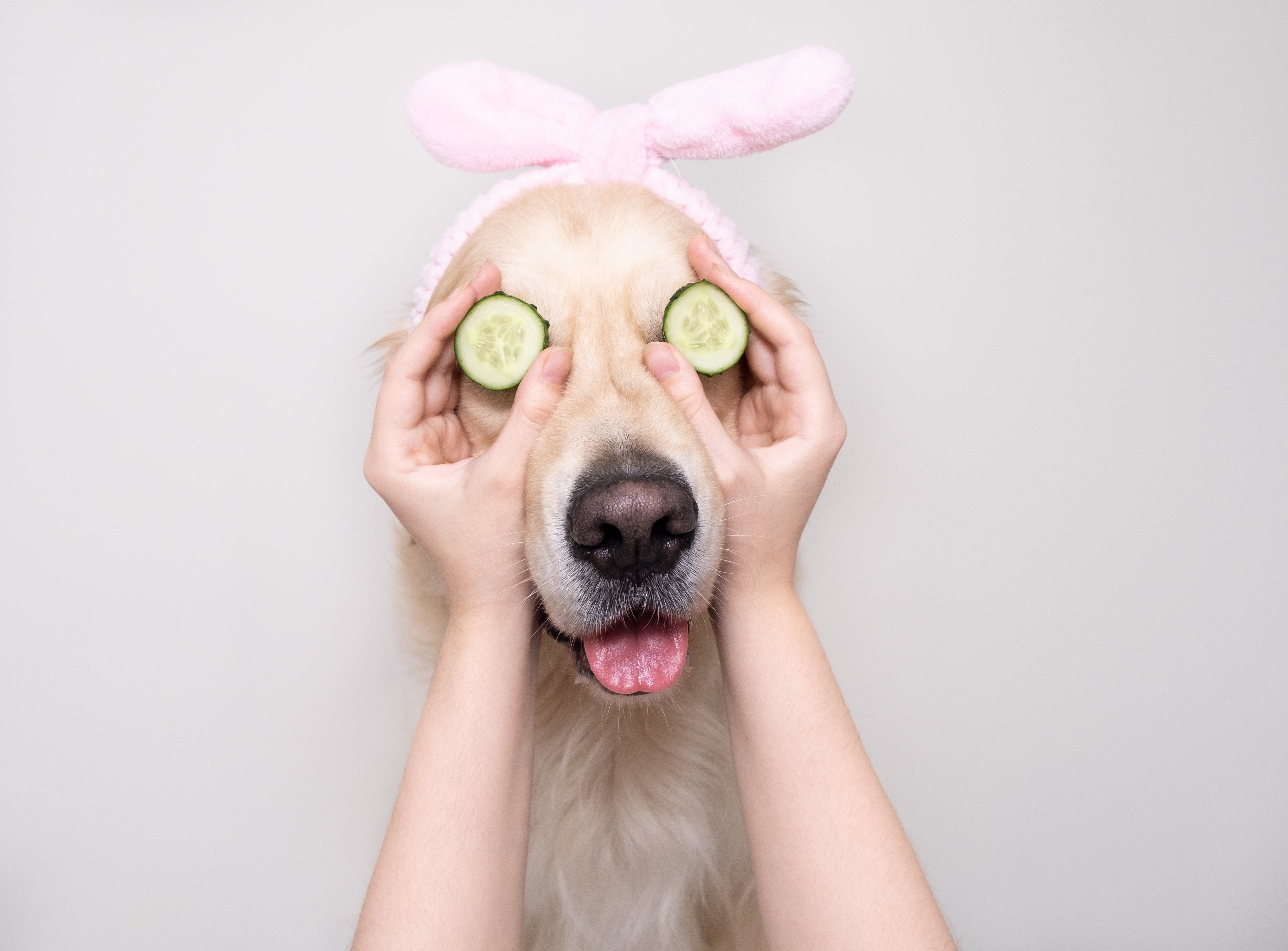 10 Special Ways to Pamper Your Pets Neater Pets