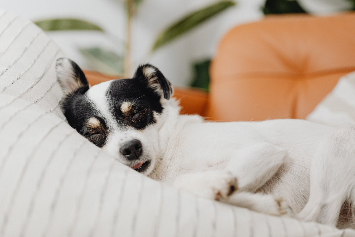 Dog sleeping 