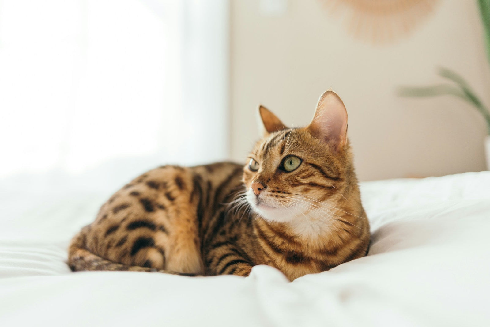 Bengal cat sitting on a bed