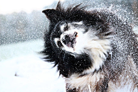 5 Ways to Keep Your Dog Warm in the Winter