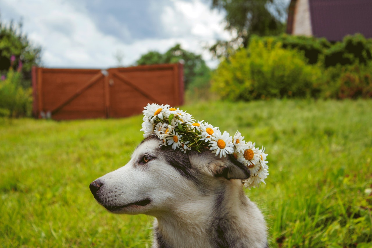 Dog with flower crown