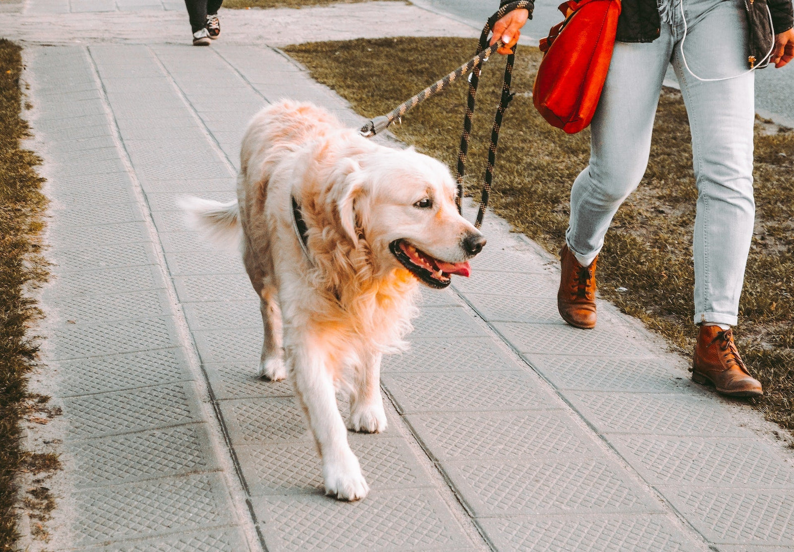 Walking Golden Retriever 