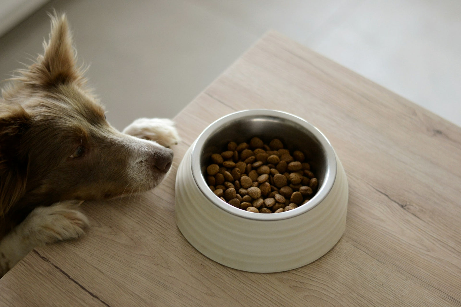 Dog looking at food