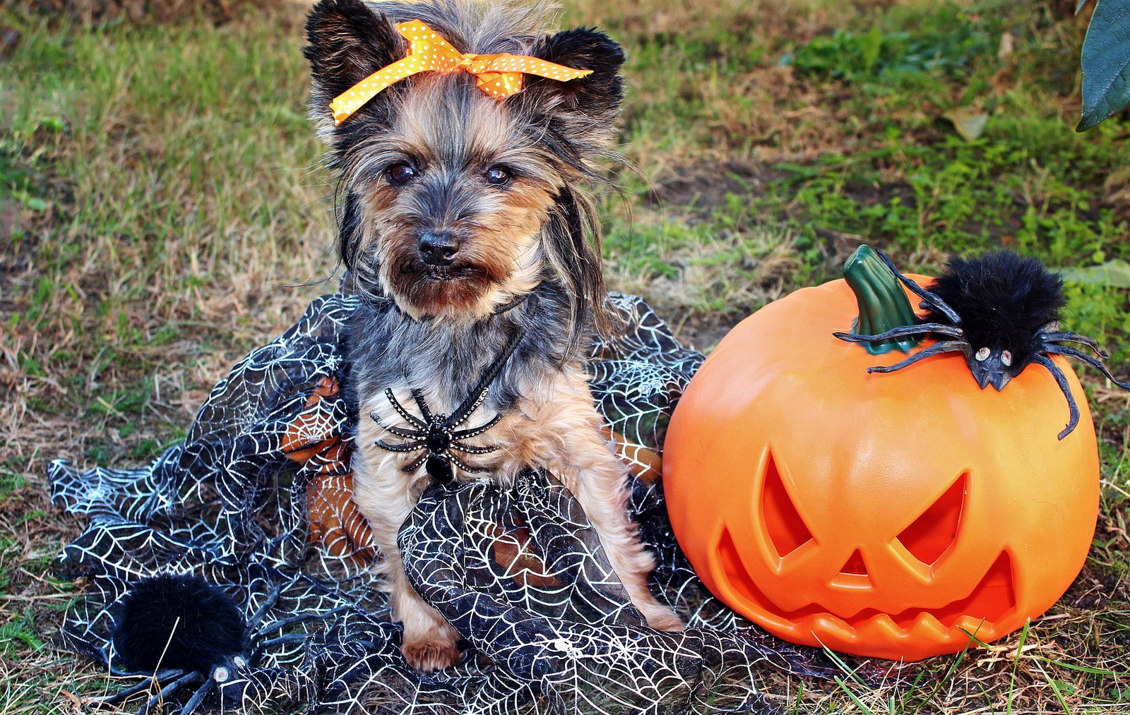 5 Best Places to Purchase a Dog Halloween Costume