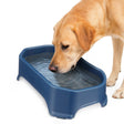 Labrador drinking out of Dark Blue Big Bowl on a white background.