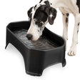 Great Dane drinking from Giant Bowl in Midnight Black