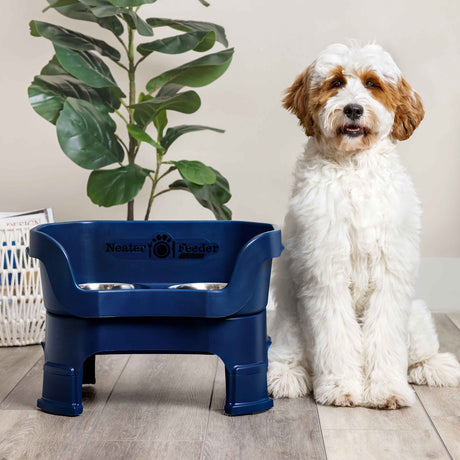 A goldendoodle next to a Dark Blue Neater Feeder
