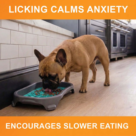 Licking calms anxiety and encourages slower eating: a French bulldog licks an aquamarine Neat-Lik Express mat in its mess-proof tray