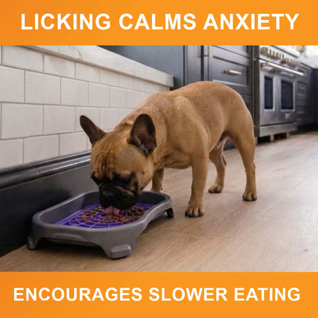 Licking calms anxiety and encourages slower eating: a French bulldog licks a purple Neat-Lik Express mat in its mess-proof tray