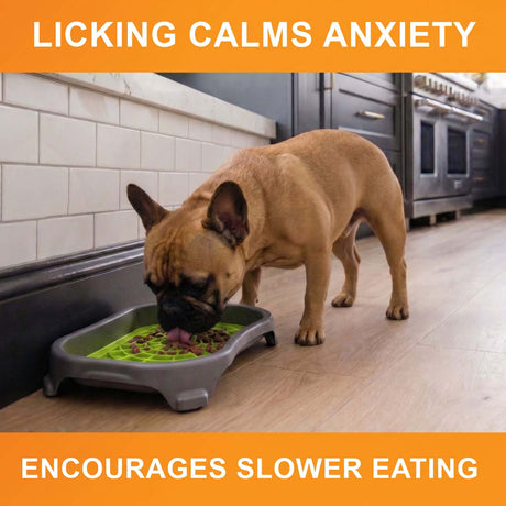 Licking calms anxiety and encourages slower eating: a French bulldog licks a green Neat-Lik Express mat in its mess-proof tray