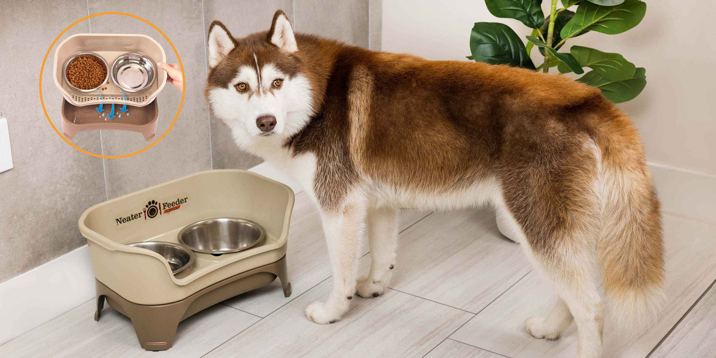 A dog in front of a Neater Feeder Express. Shows how the water flows to the bottom. 