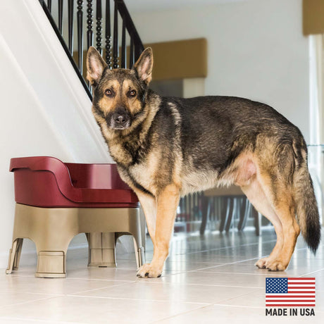 German Shepherd next to Cranberry Neater Feeder Deluxe - Made in the USA