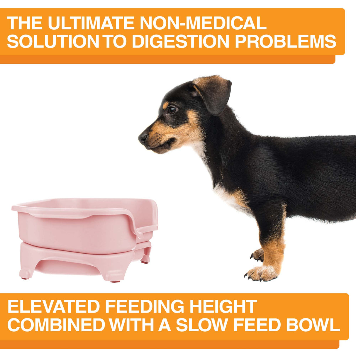 A picture of the Neater Feeder with a dog standing in front of it. The picture explains that the ultimate non-medical solution to digestion problems is elevated feeding combined with a slow feed bowl.