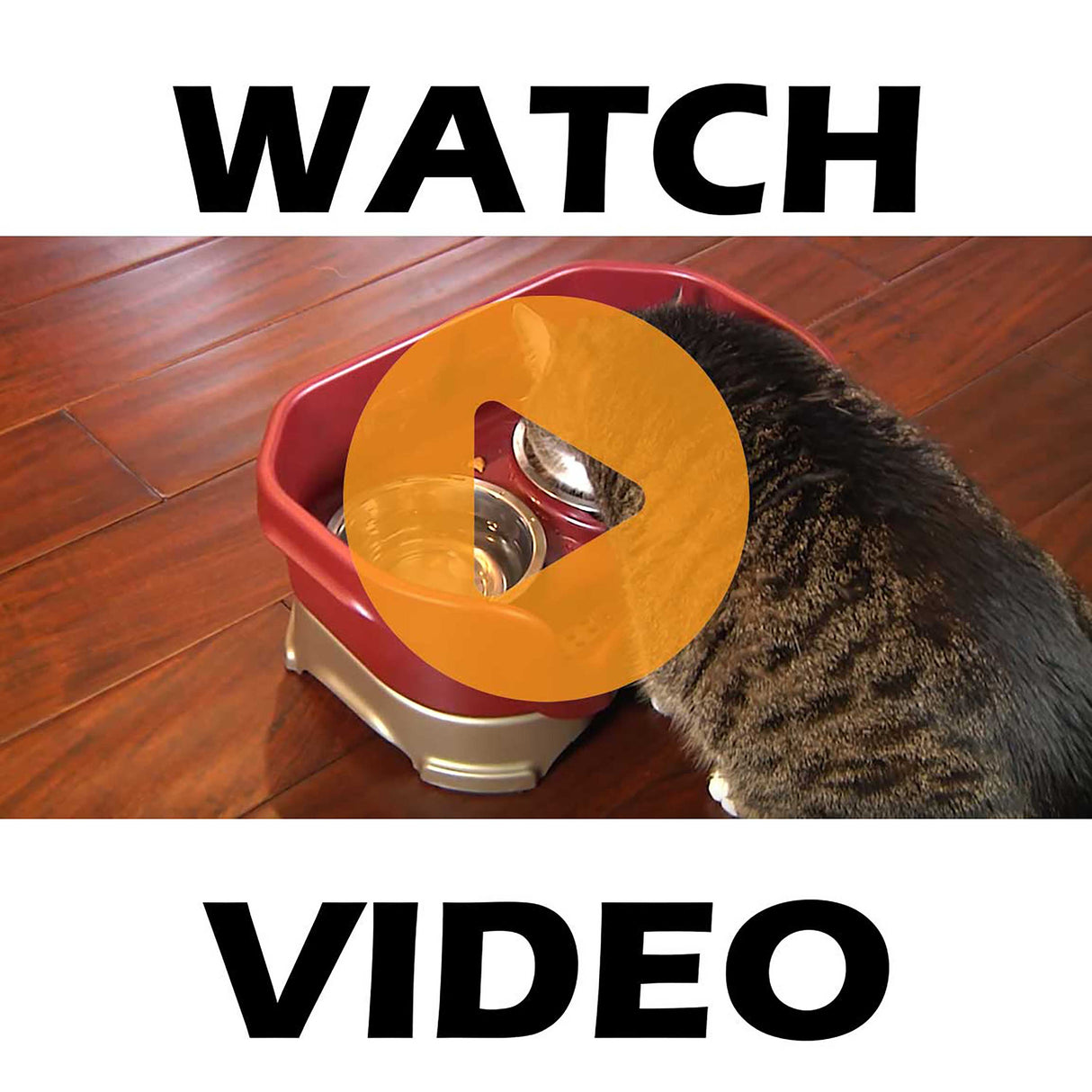 Neater Feeder cat video