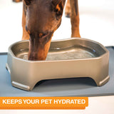 Dog drinking from Big Bowl staying hydrated