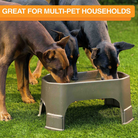 Dobermans eating from a Giant Big Bowl with leg extensions