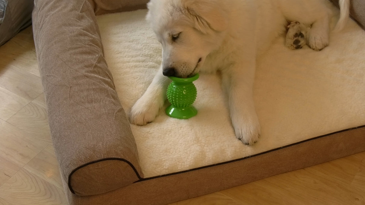 Great Pyrenees puppy sitting on a dog bed eating out of Rolly Cannoli dog toy.
